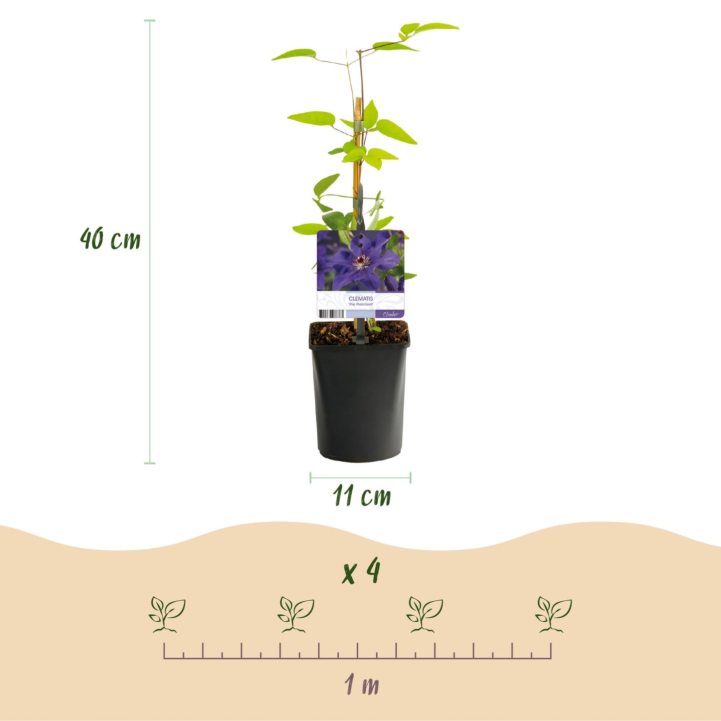 Green boutiQ – Kletterpflanze – Clematis The President – Blüte rosa – pflegeleicht – 2 Pflanzen – Topf 11 cm, Höhe 40 cm