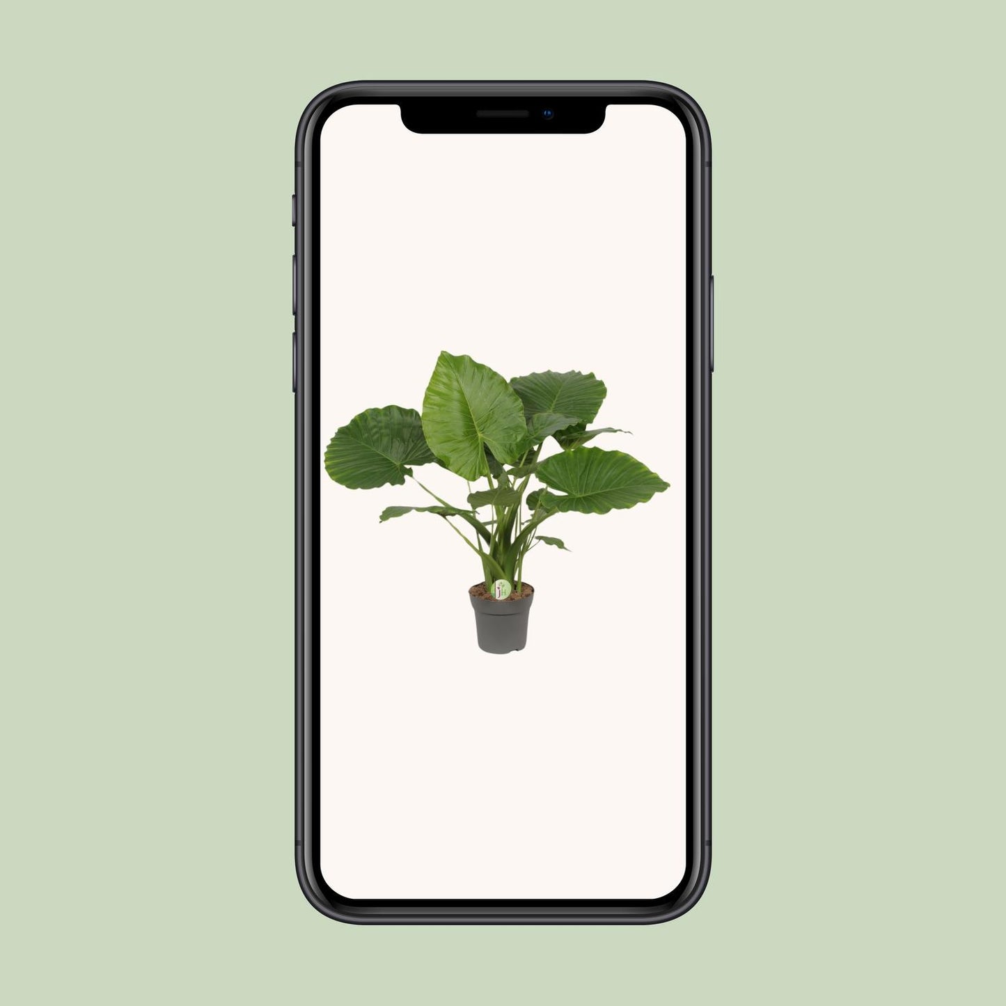 Alocasia Gageana Kalifornien – Ø21cm – ↕80cm