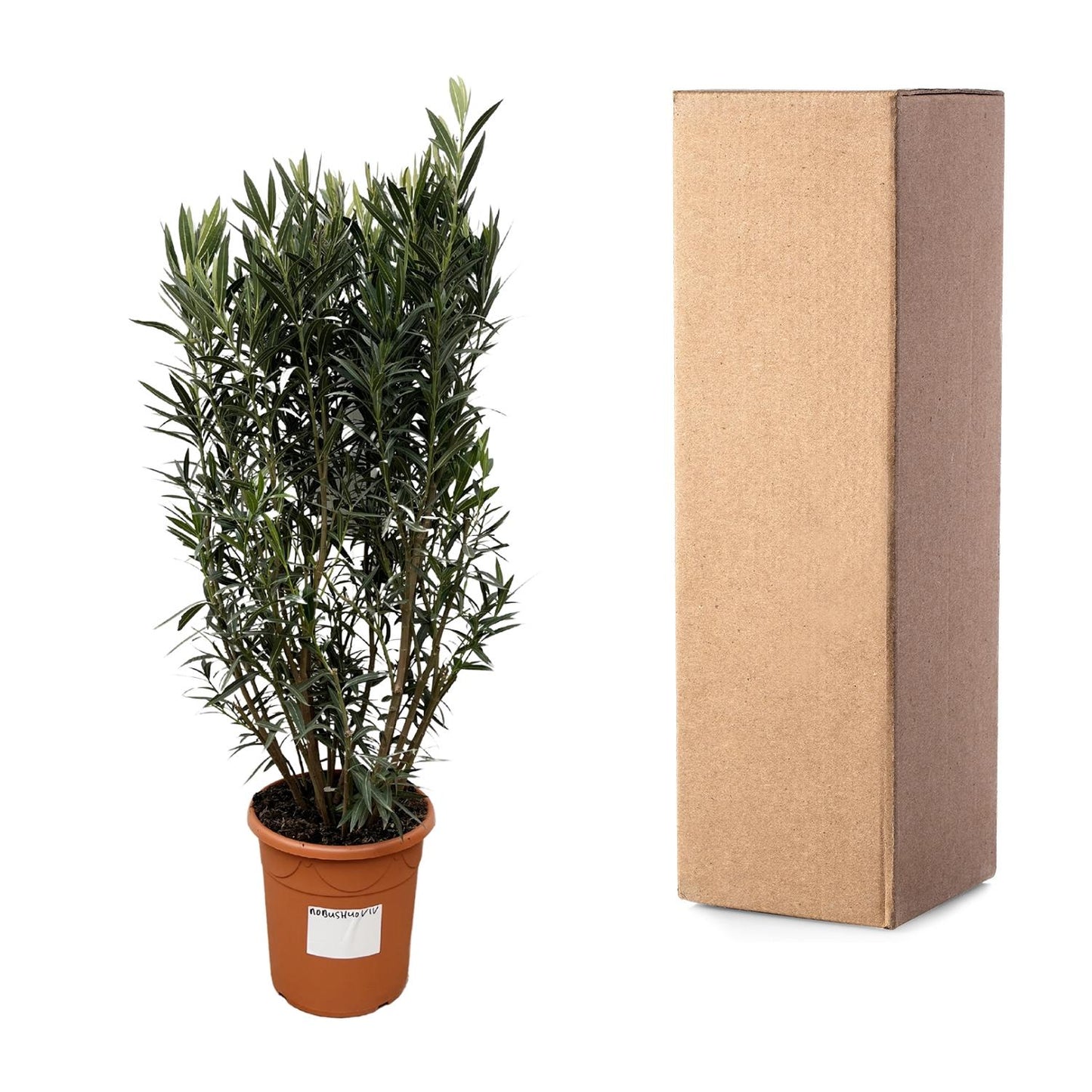 Nerium Oleander Strauch - 180cm - Ø40