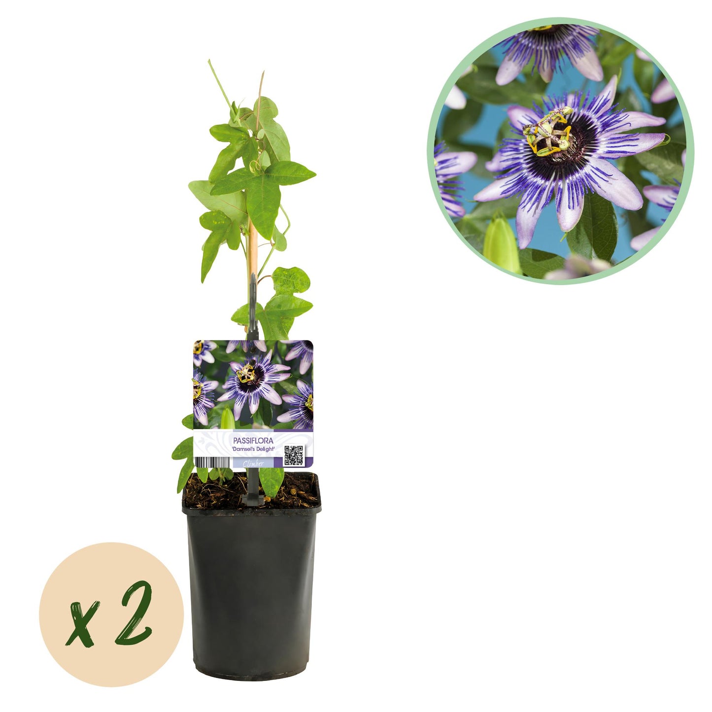 Green boutiQ – Passionsblume – Passiflora Damsels Delight – Lila mit weißen Blüten – pflegeleicht – 2 Pflanzen – Topf 11 cm, Höhe 40 cm