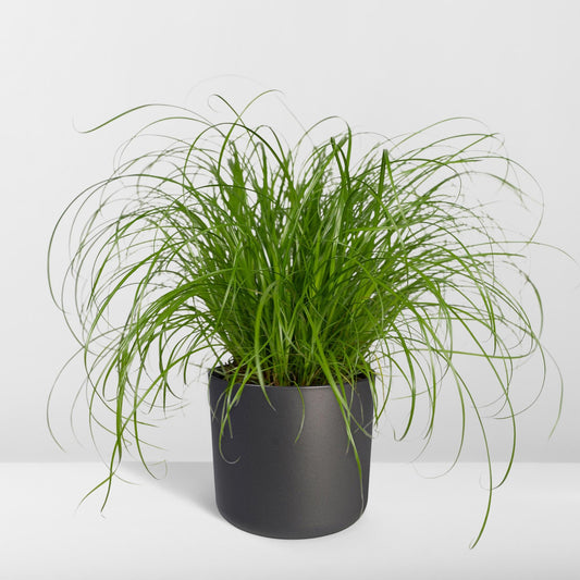 Cyperus Alternifolius - Kattengras - Ø12cm - ↕20cm