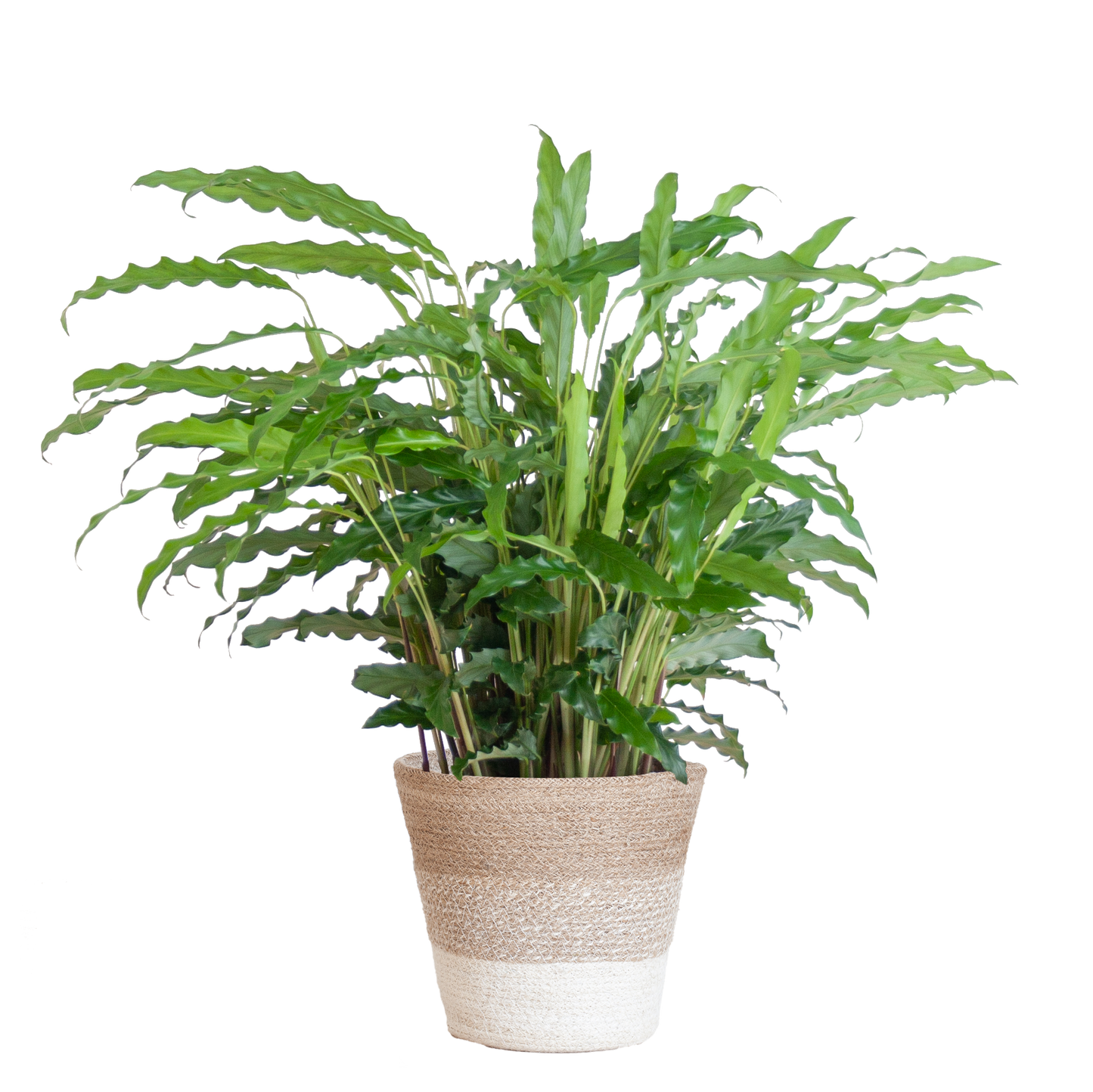 Calathea Rufibarba met Mand Lissabon wit - 55cm - Ø17