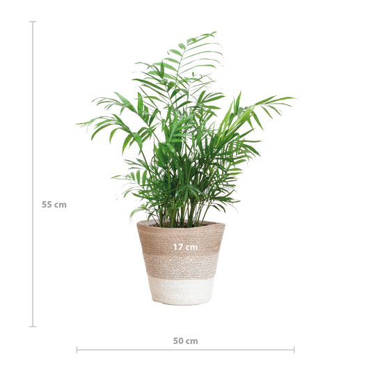 Chamadorea Elegans met Mand Lissabon wit - 55cm - Ø17