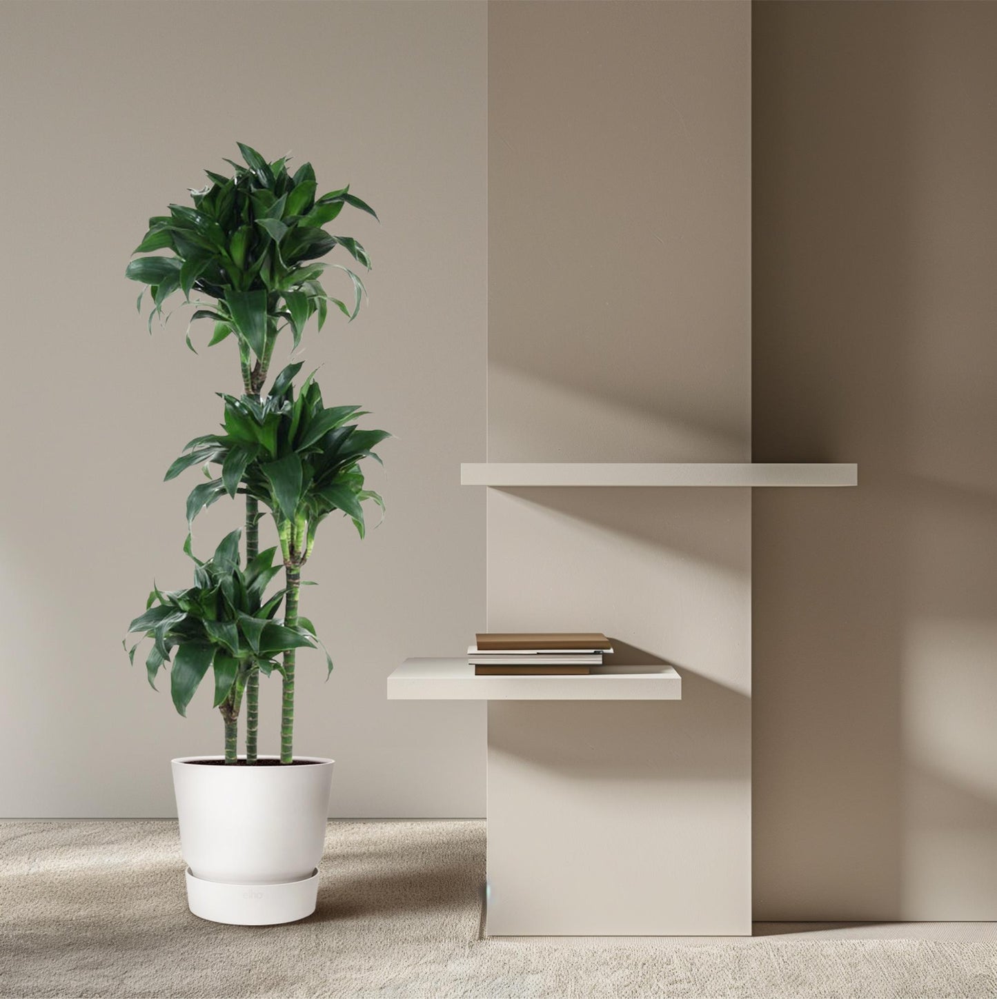 Dracaena Tatuade – 140 cm – ø24
