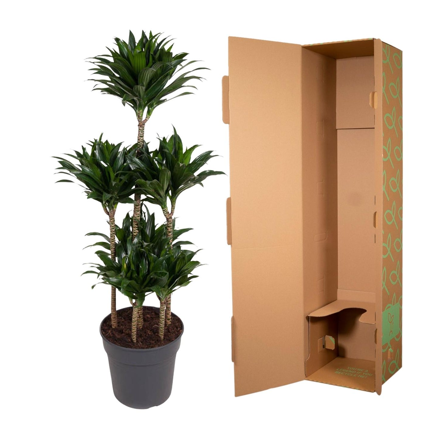 Dracaena Compacta Karussell – 130 cm – ø31