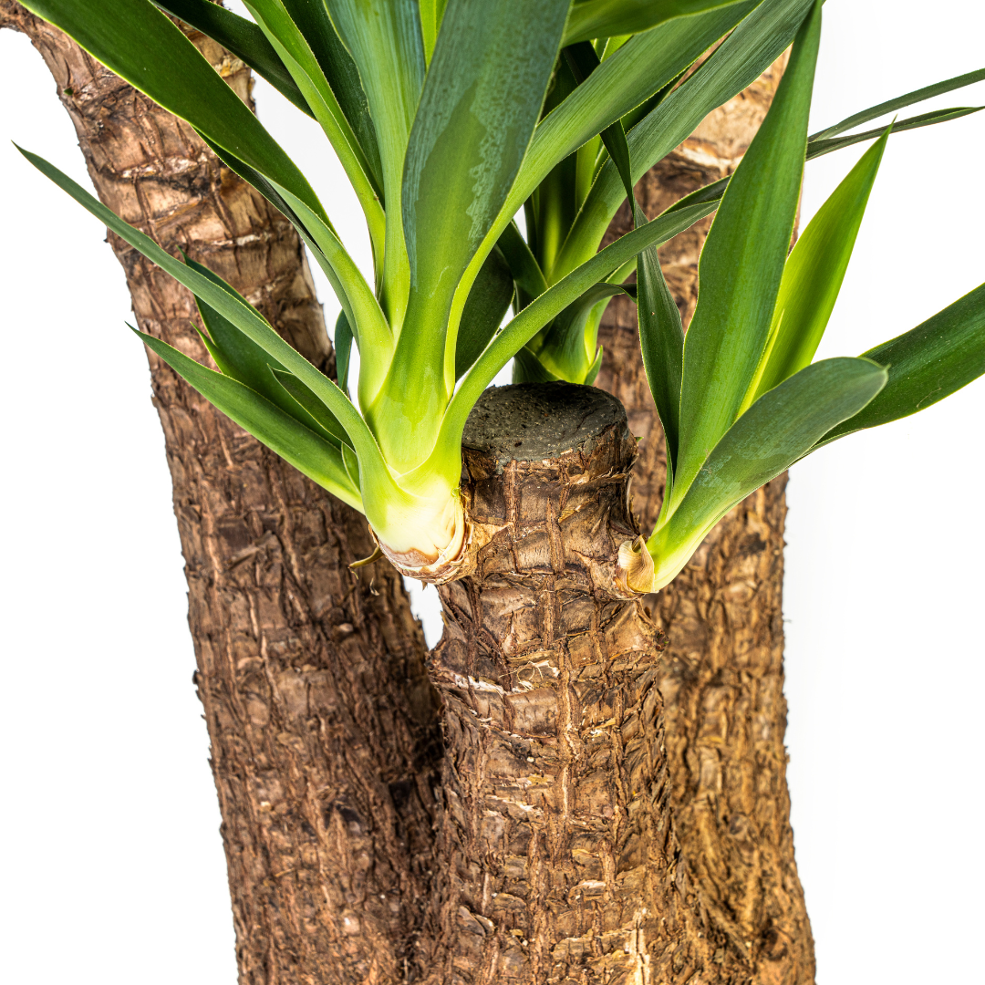 Yucca Elephantipes Vertakt met mand Ø24cm - ↕80-100cm