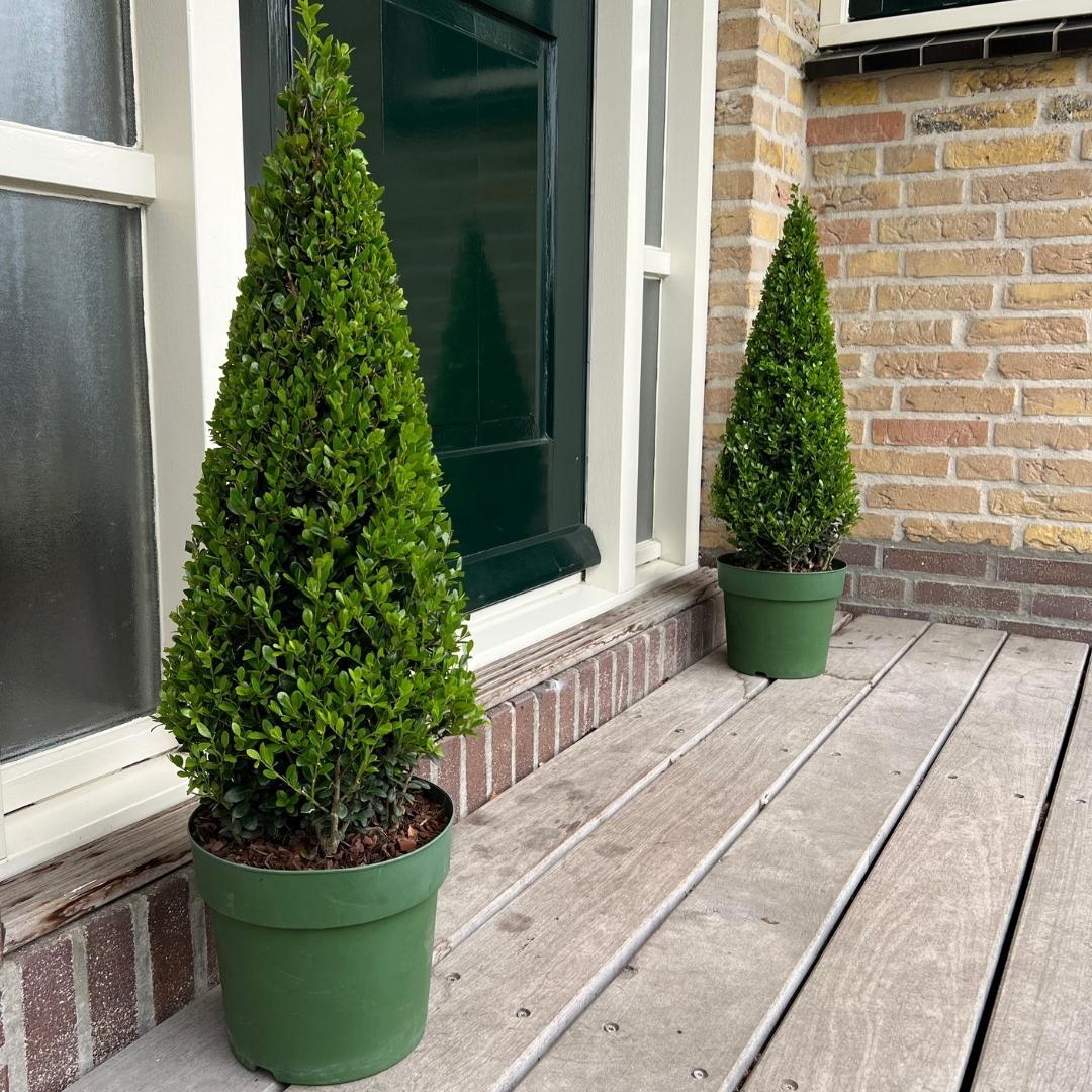 1x Ilex-Pyramide 55 cm hoch | Ø 21 cm