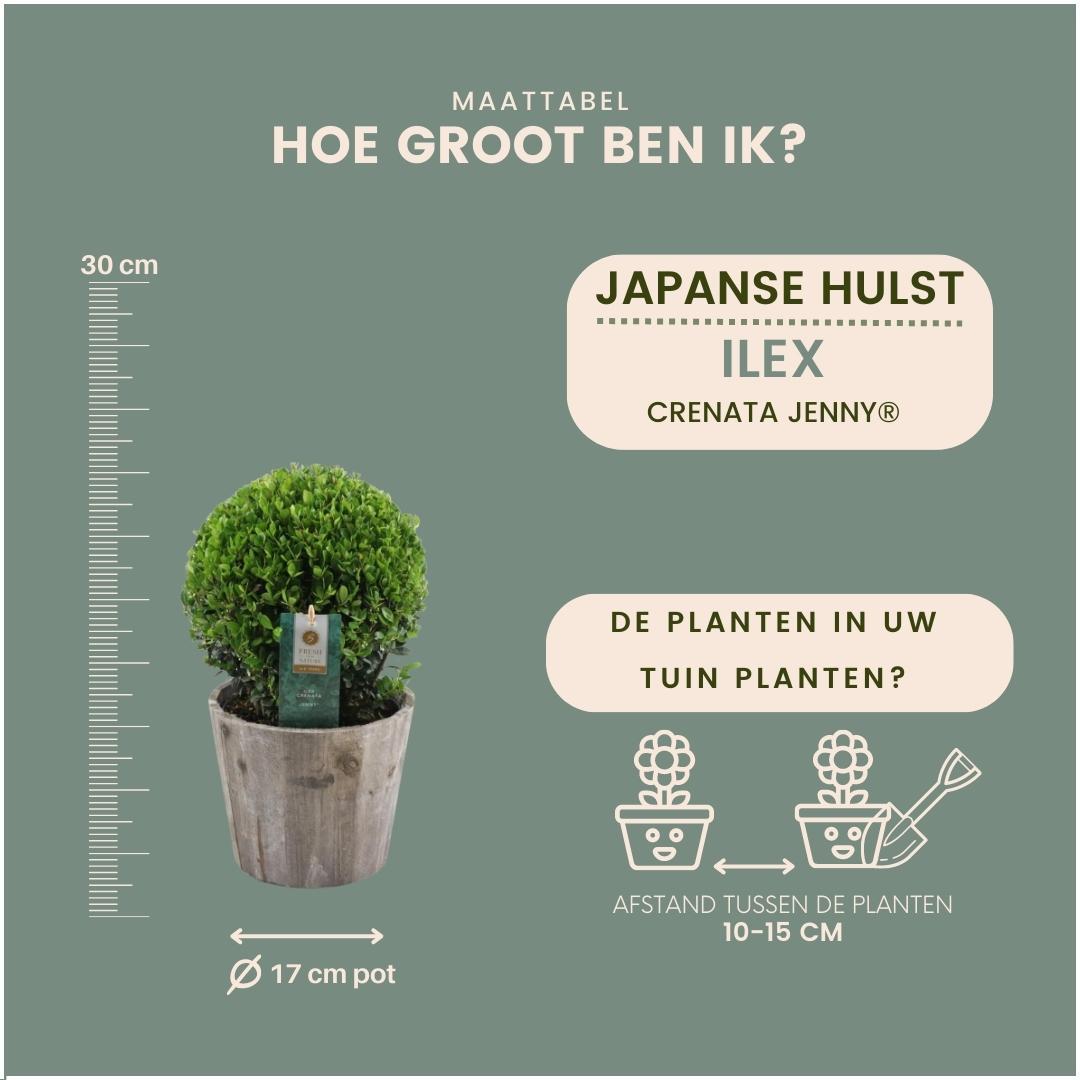 2x Ilex crenata 'Jenny' Kugel im Holztopf | 2er-Set | 20 cm Ø Durchmesser