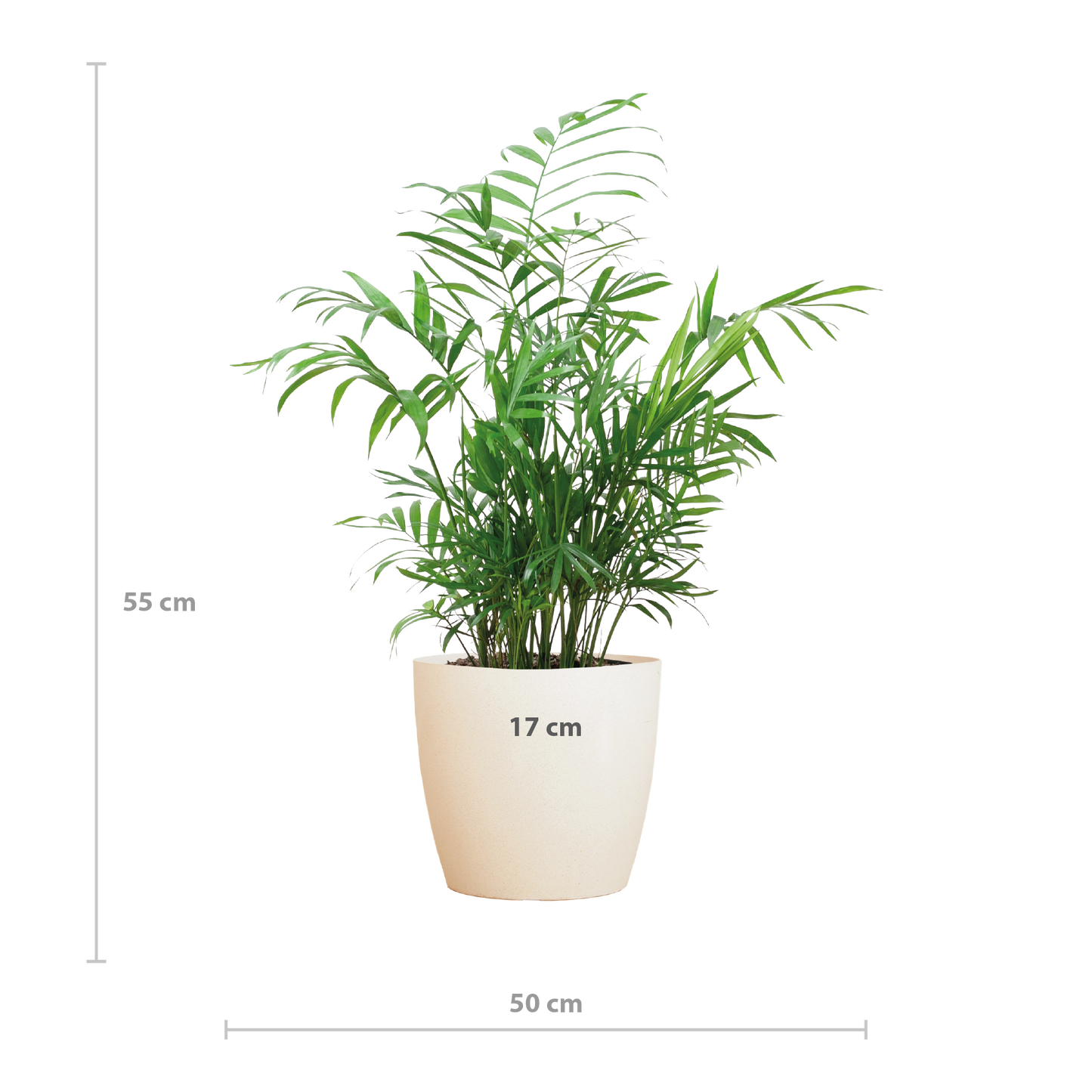 Chamadorea Elegans met Viber wit - 55cm - Ø17