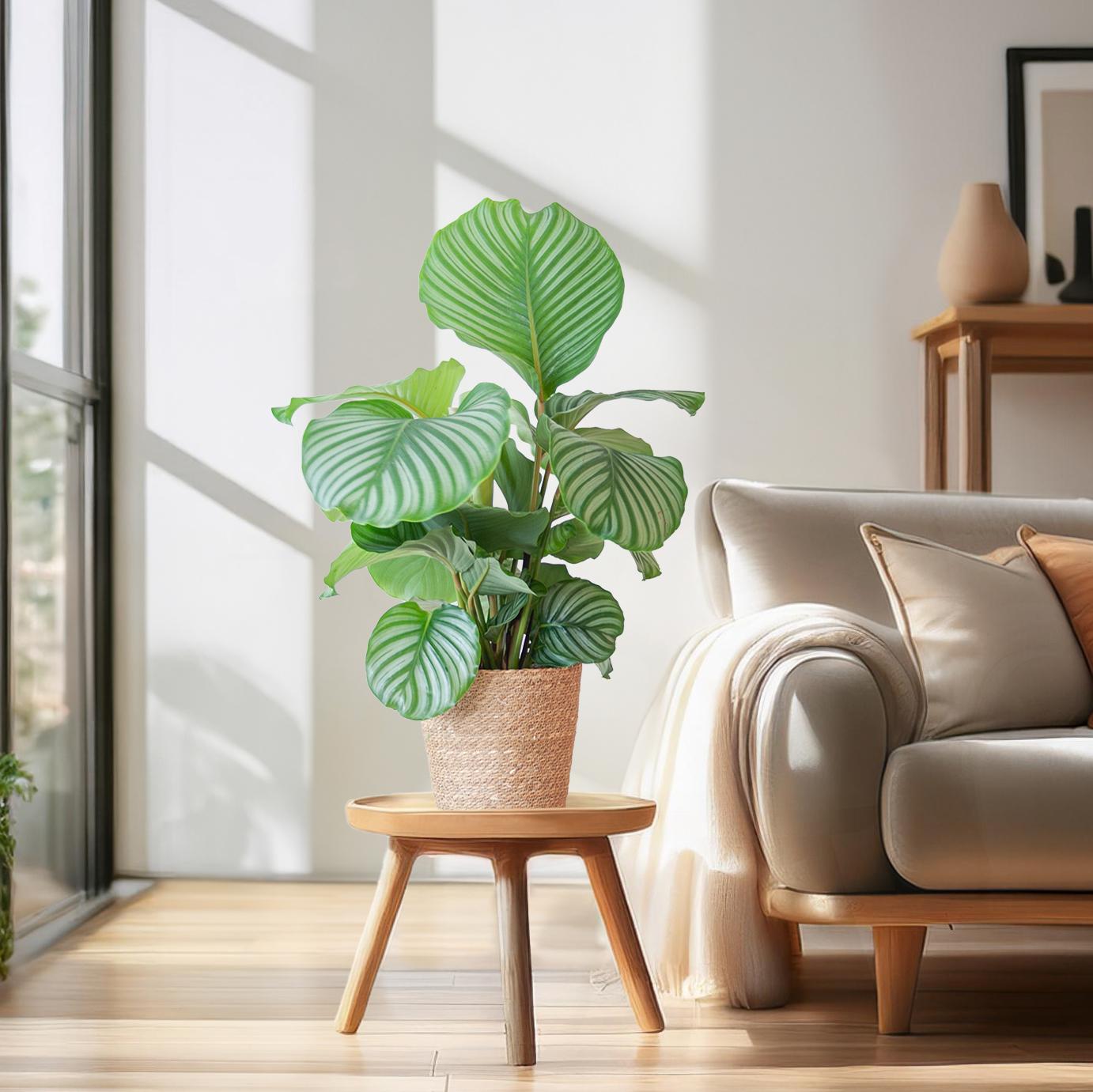 Calathea Orbifolia mit Sofia-Korb natürlich - 65cm - Ø21