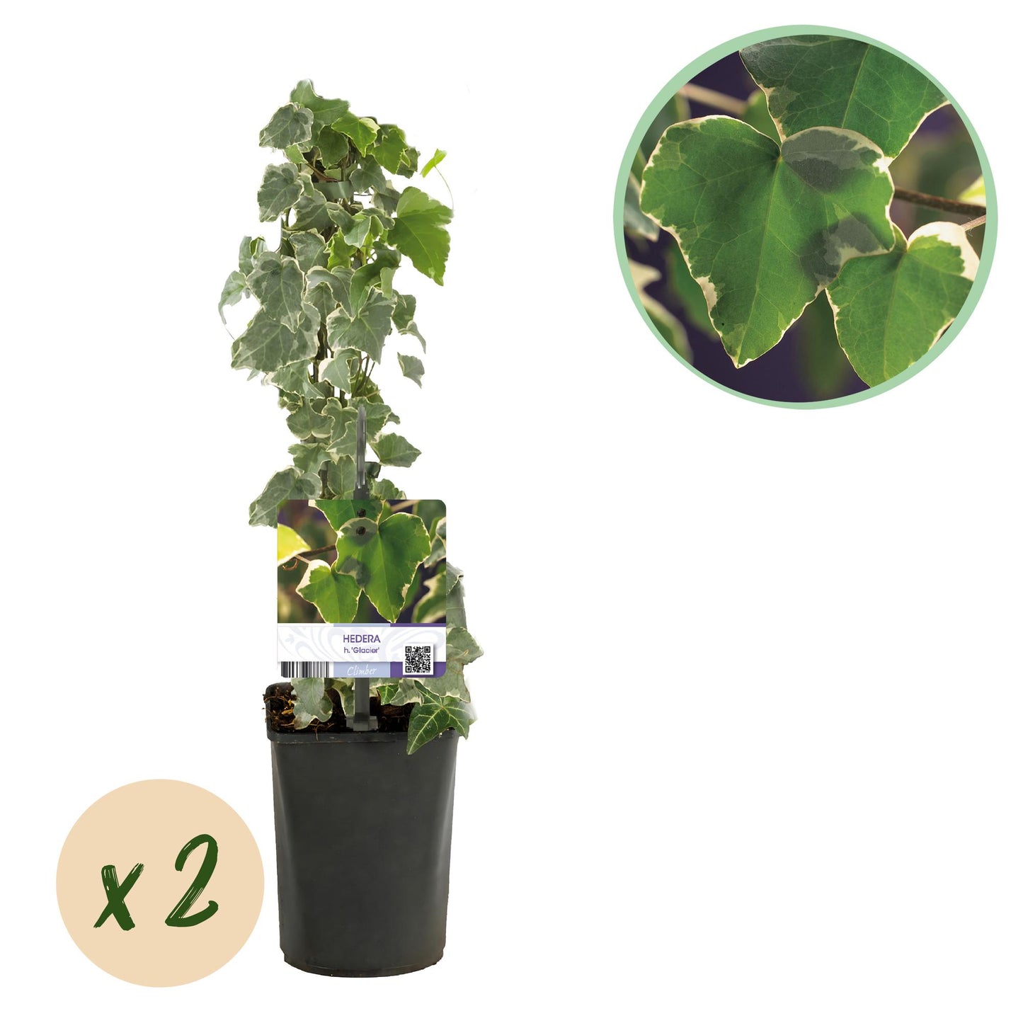 Green boutiQ – Kletterpflanze – Hedera helix Glacier – Blatt bunt – Immergrün – 2 Pflanzen – Topf 11 cm, Höhe 40 cm