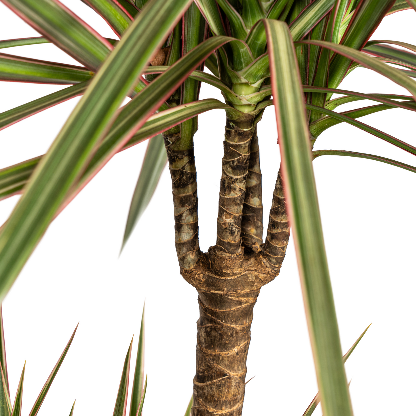 Dracaena Marginata Bicolor met mand Ø21cm - ↕110 - 130cm