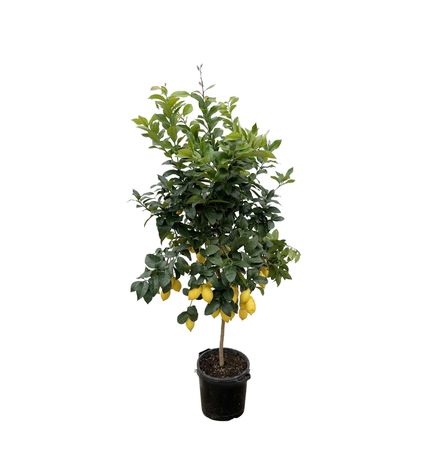 Zitrus Zitrone - 200cm - ø40