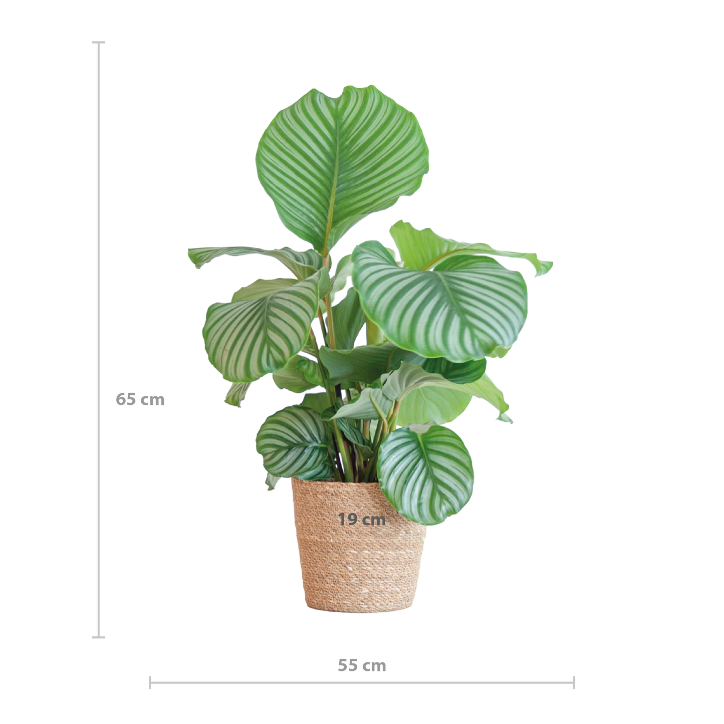 Calathea Orbifolia mit Sofia-Korb natürlich - 65cm - Ø21