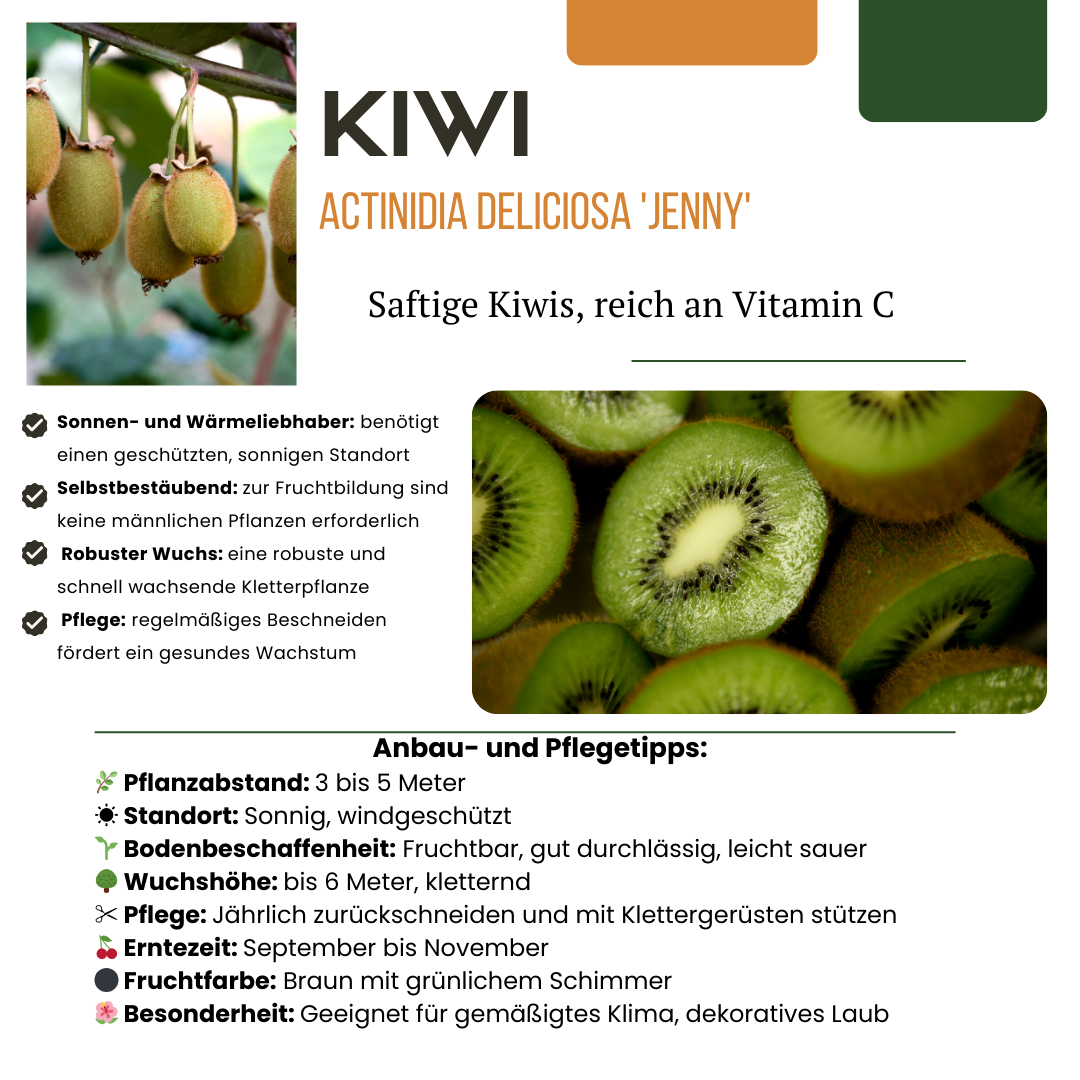 3 x Bio Kiwipflanzen - Ø 13 cm - ↨ 20 cm