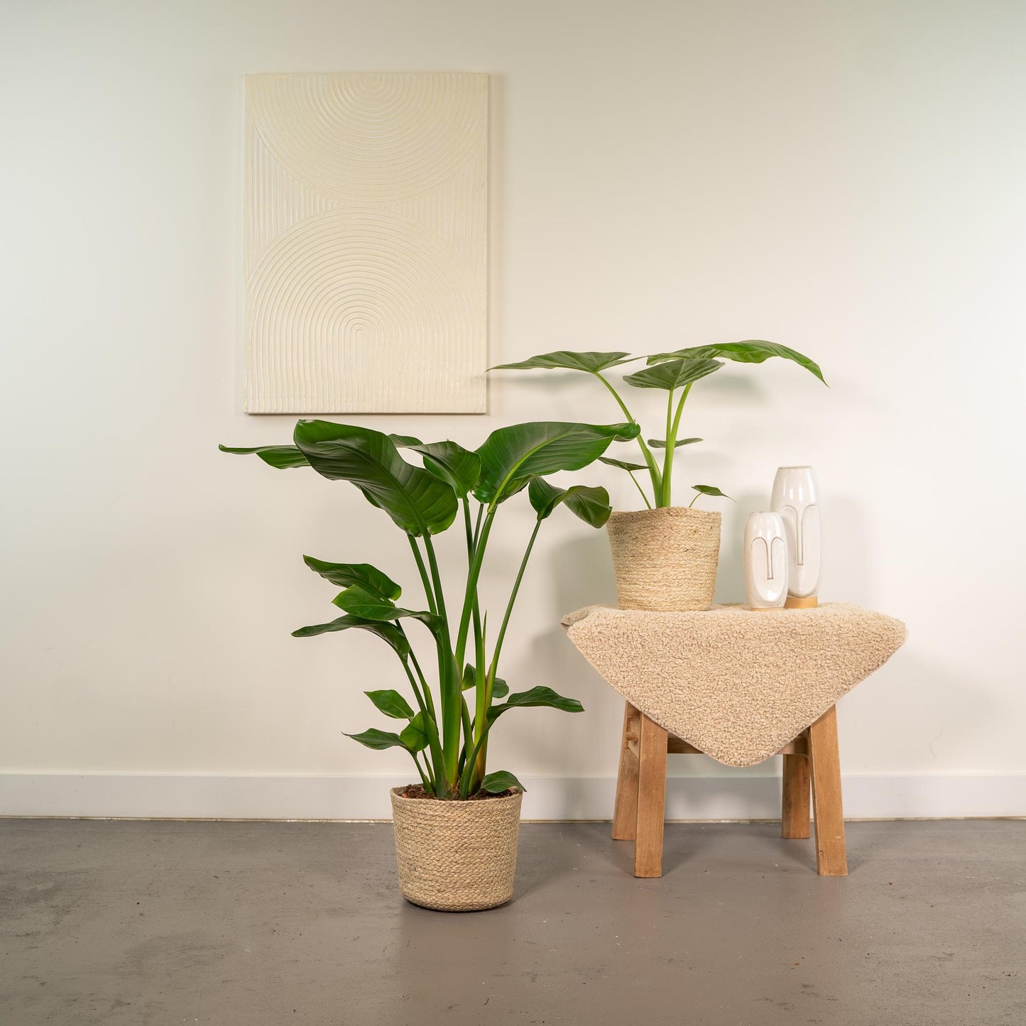 Strelitzia Nicolai - Ø19cm - ↕85cm + Alocasia Macrorrhiza - Ø19cm - ↕70cm + Korb Selin