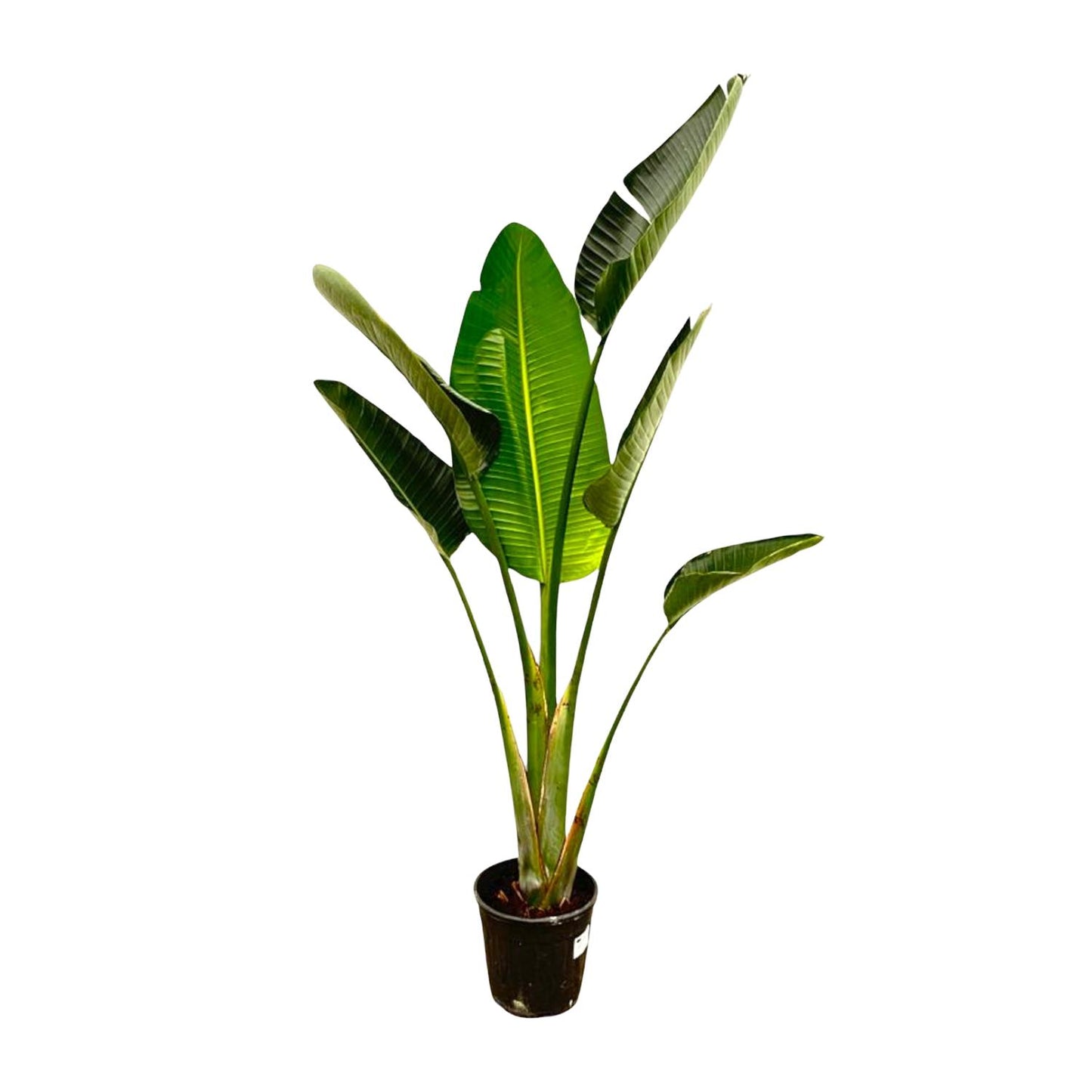 Strelitzia Augusta – 180 cm – ⌀30