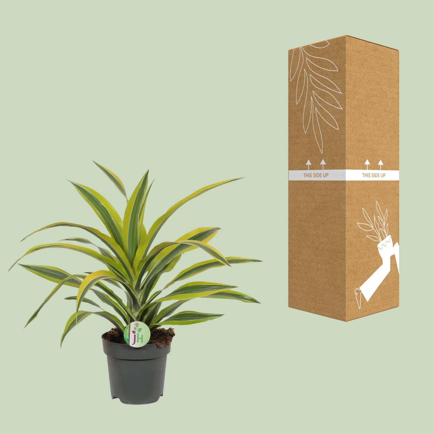 Dracaena Fragrans Zitronenlimette - Ø17cm - ↕40cm