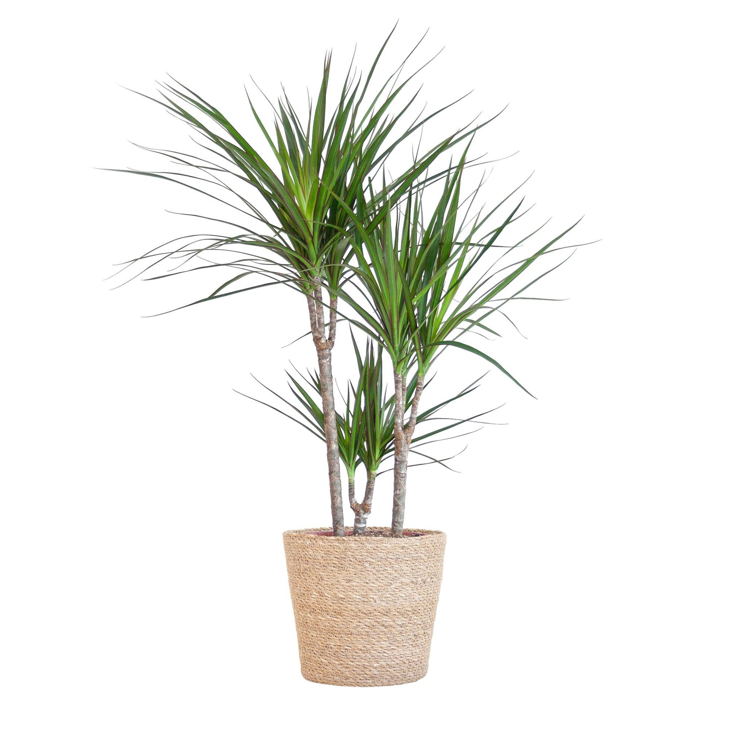 Dracaena Marginata mit Naturkorb - 95cm - Ø21