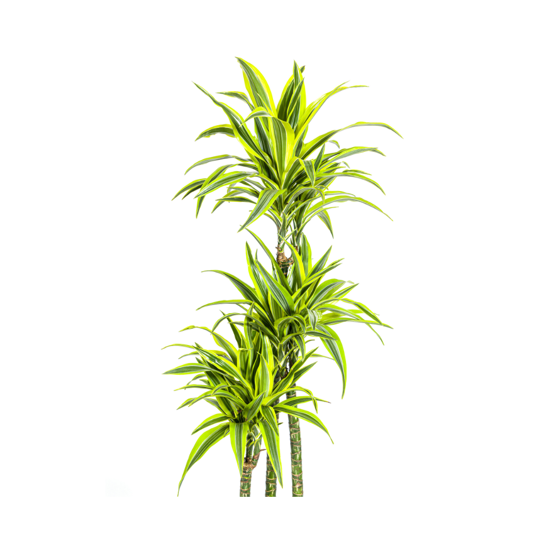 Dracaena Deremensis Zitrone Limette Ø27cm - ↕170 - 190cm
