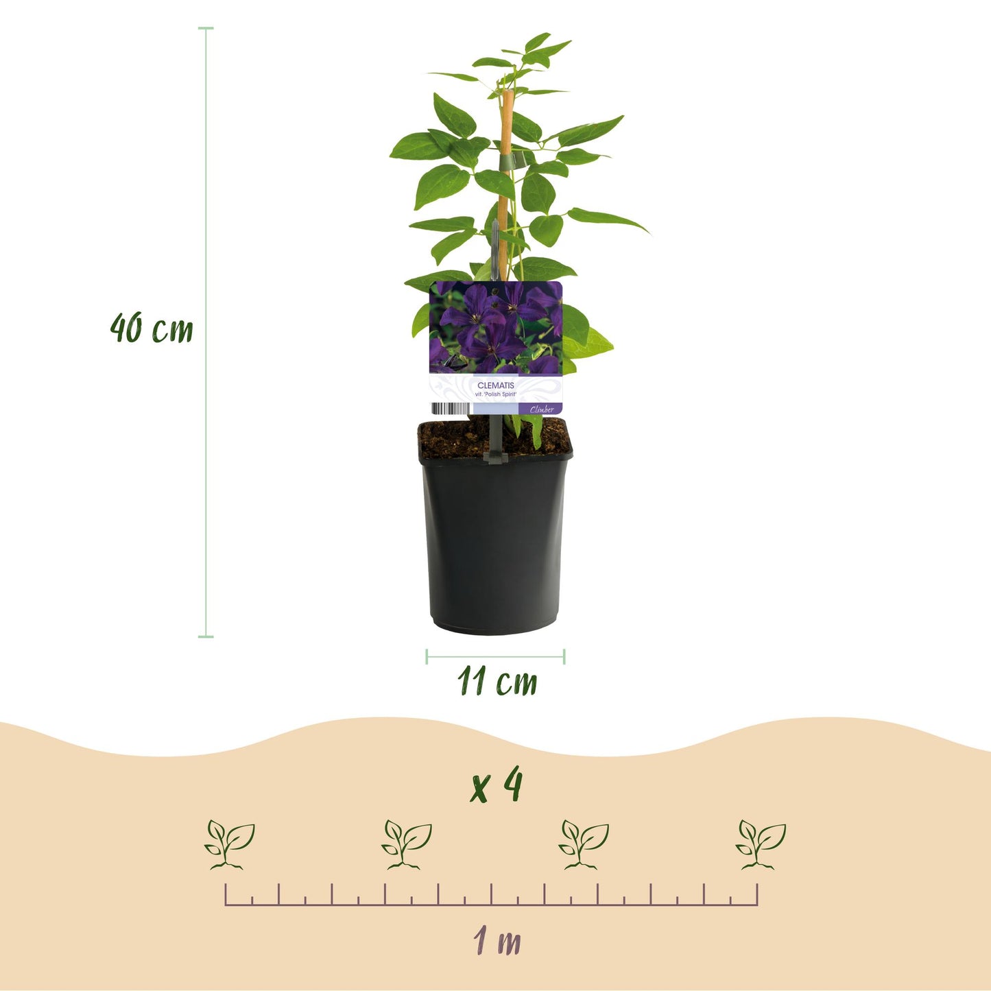 Green boutiQ – Kletterpflanze – Clematis vit. Polish Spirit – Rosa Blüte – Pflegeleicht – 2 Pflanzen – Topf 11 cm, Höhe 40 cm