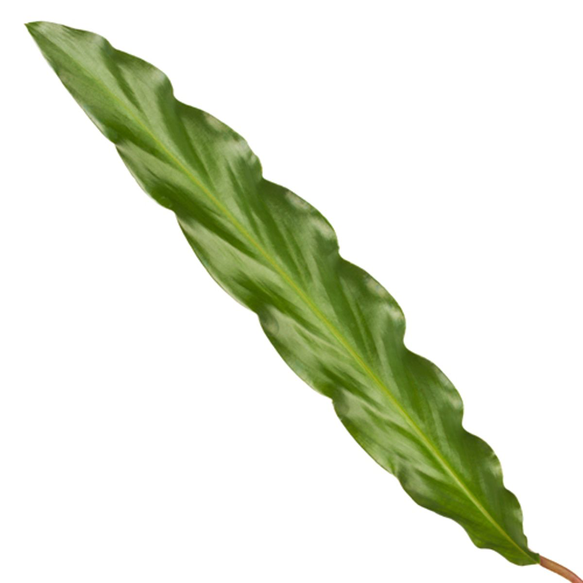 Calathea Elgergras - 35 cm - Ø12cm
