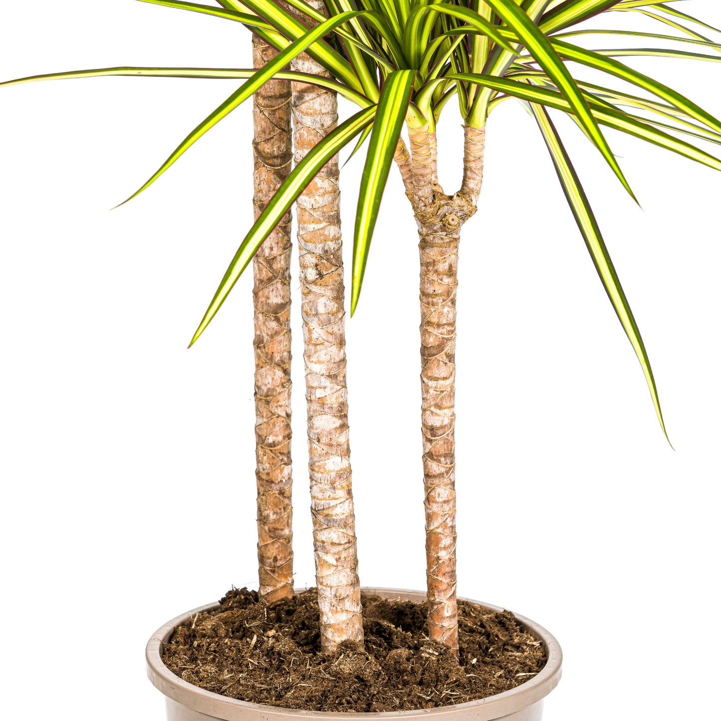 Dracaena Marginata Sunray met mand Ø24cm - ↕130 - 150cm
