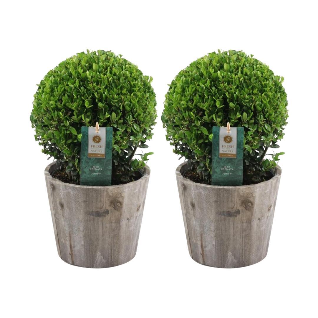 2x Ilex crenata 'Jenny' Kugel im Holztopf | 2er-Set | 20 cm Ø Durchmesser