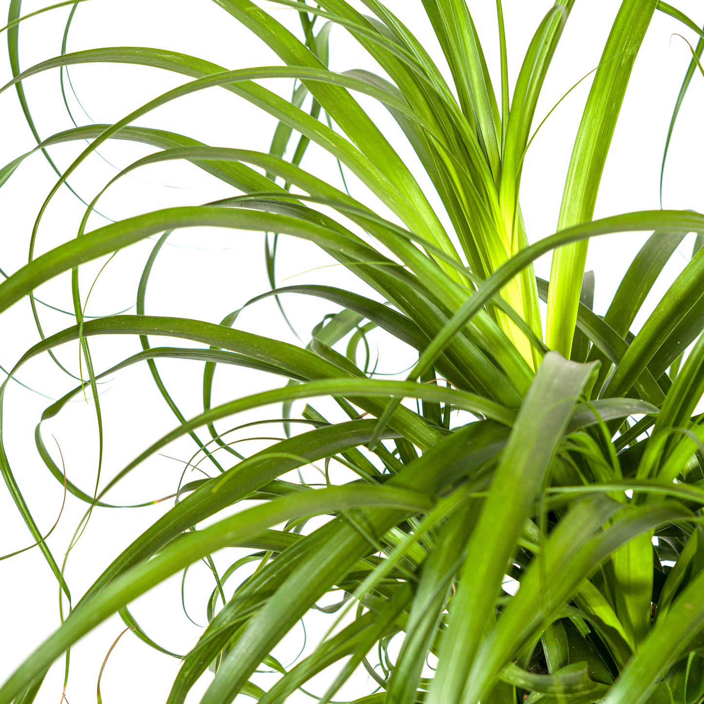 Beaucarnea Recurvata Stamm Ø24cm - ↕80 - 100cm