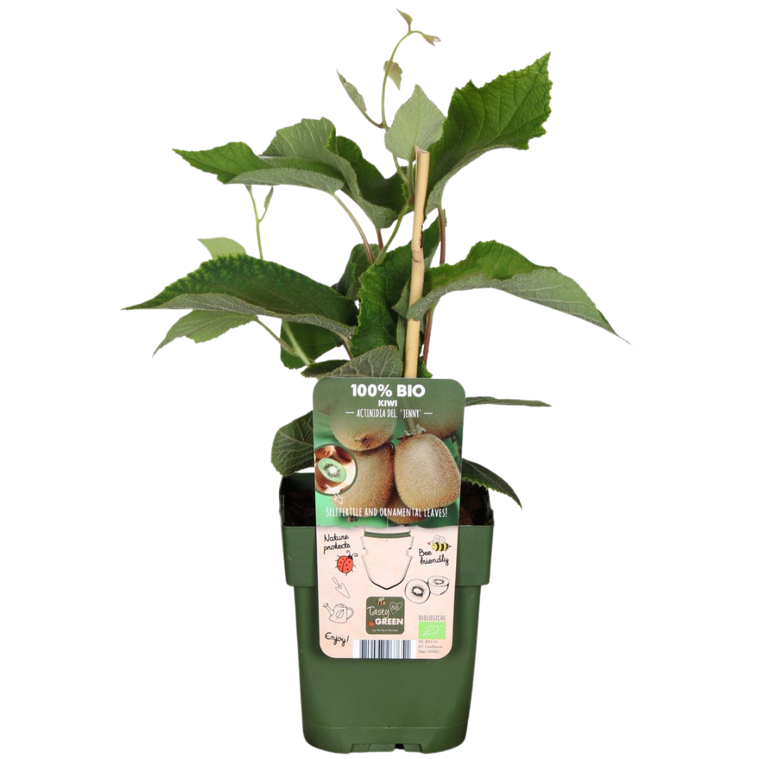 6 x Bio Kiwipflanzen - Ø 13 cm - ↨ 20 cm
