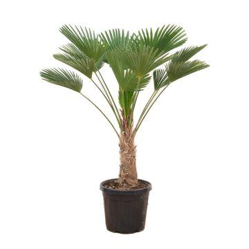 Trachycarpus wagnerianus – 130 cm