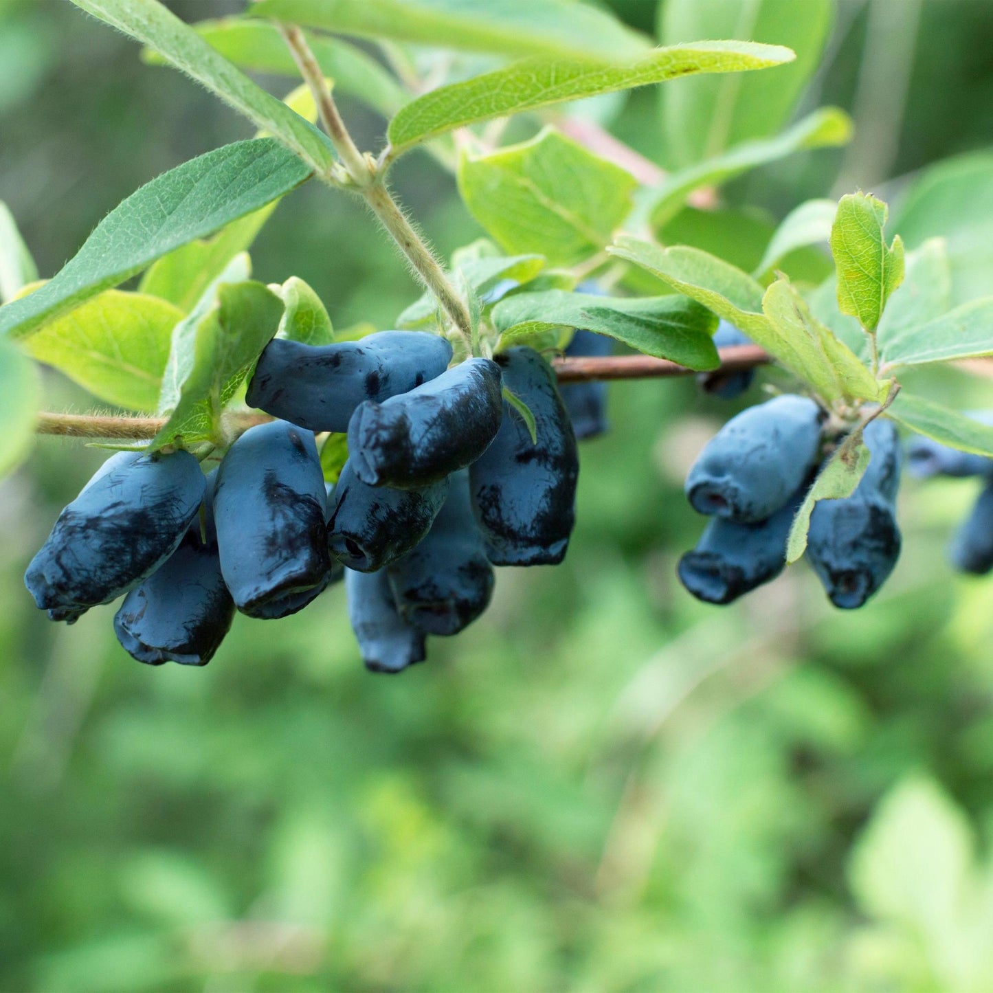 Green boutiQ - Obstpflanze - Honigbeere - Lonicera caerulea Kamchatika - Heidelbeere - 2 Pflanzen - Topf 15cm Höhe 50cm