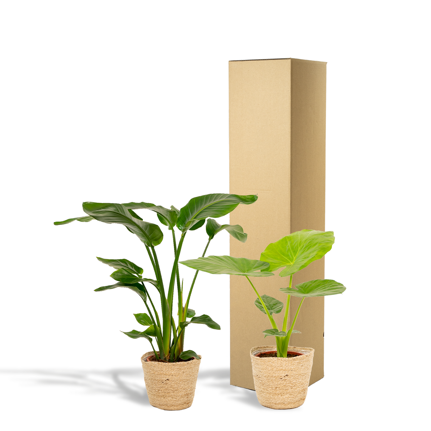 Strelitzia Nicolai - Ø19cm - ↕85cm + Alocasia Macrorrhiza - Ø19cm - ↕70cm + Korb Selin