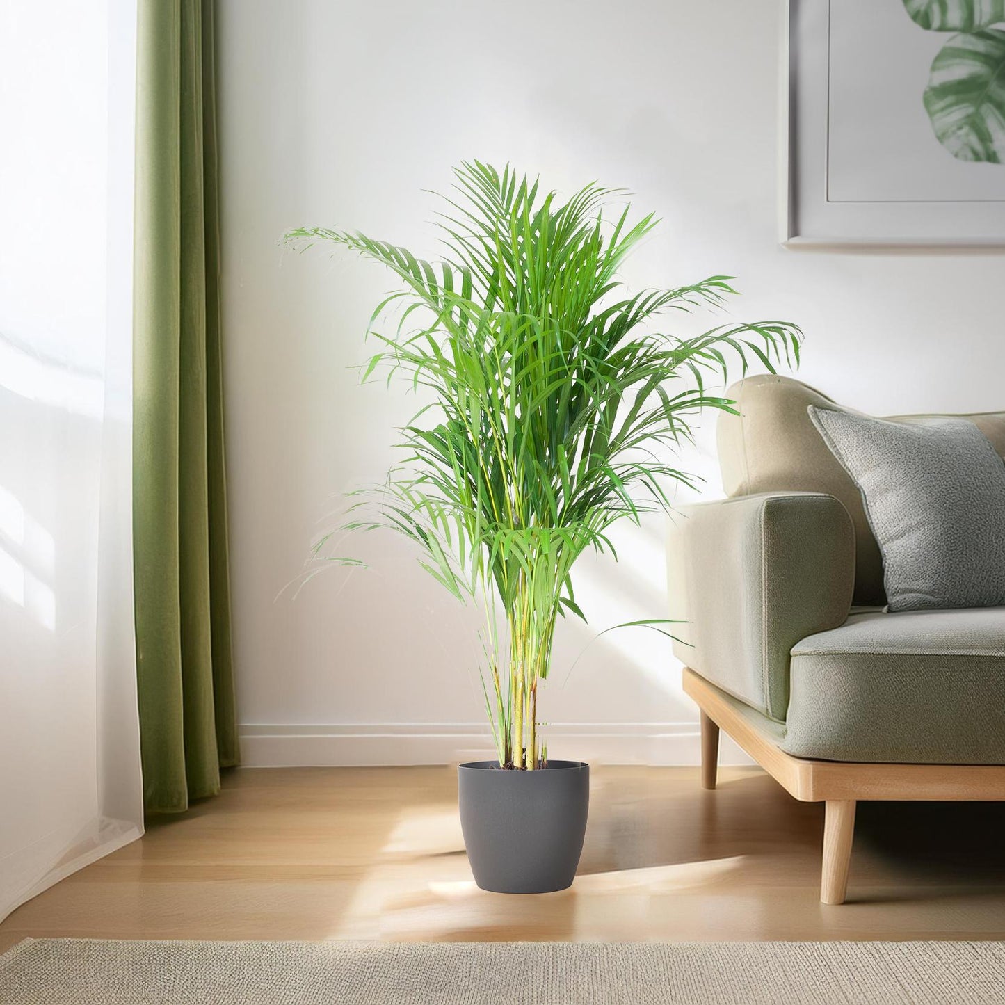 Areca-Palme (Dypsis) mit Viber Grijs - 100cm - Ø21