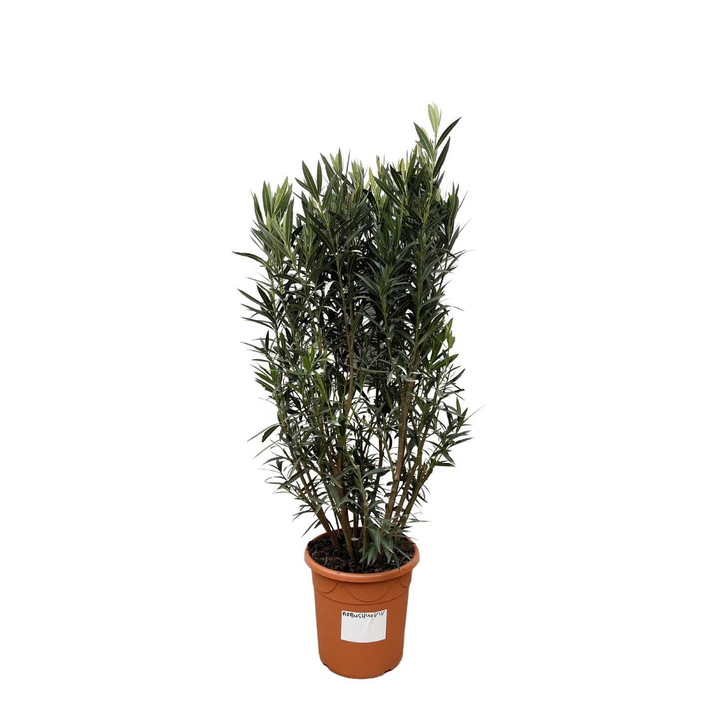 Nerium Oleander Strauch - 180cm - Ø40