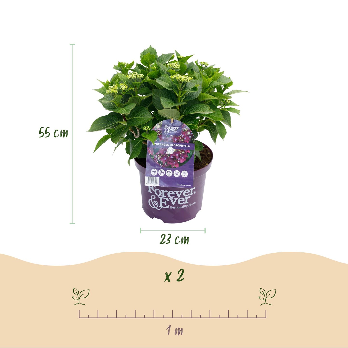 Green boutiQ – Terrassenpflanze – Hortensie – Hydrangea Forever & Ever – Lila – 7–12 Blüten – 2 Pflanzen – Topf 23 cm, Höhe 55 cm