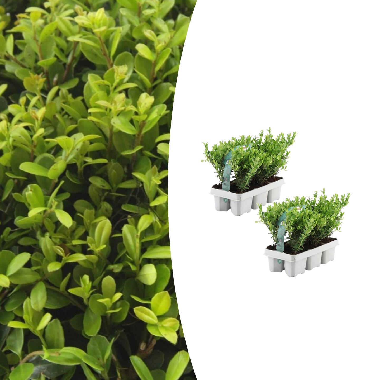 2 x 6er-Packung Ilex crenata 'Jenny' - Ø7 cm - ↕15 cm