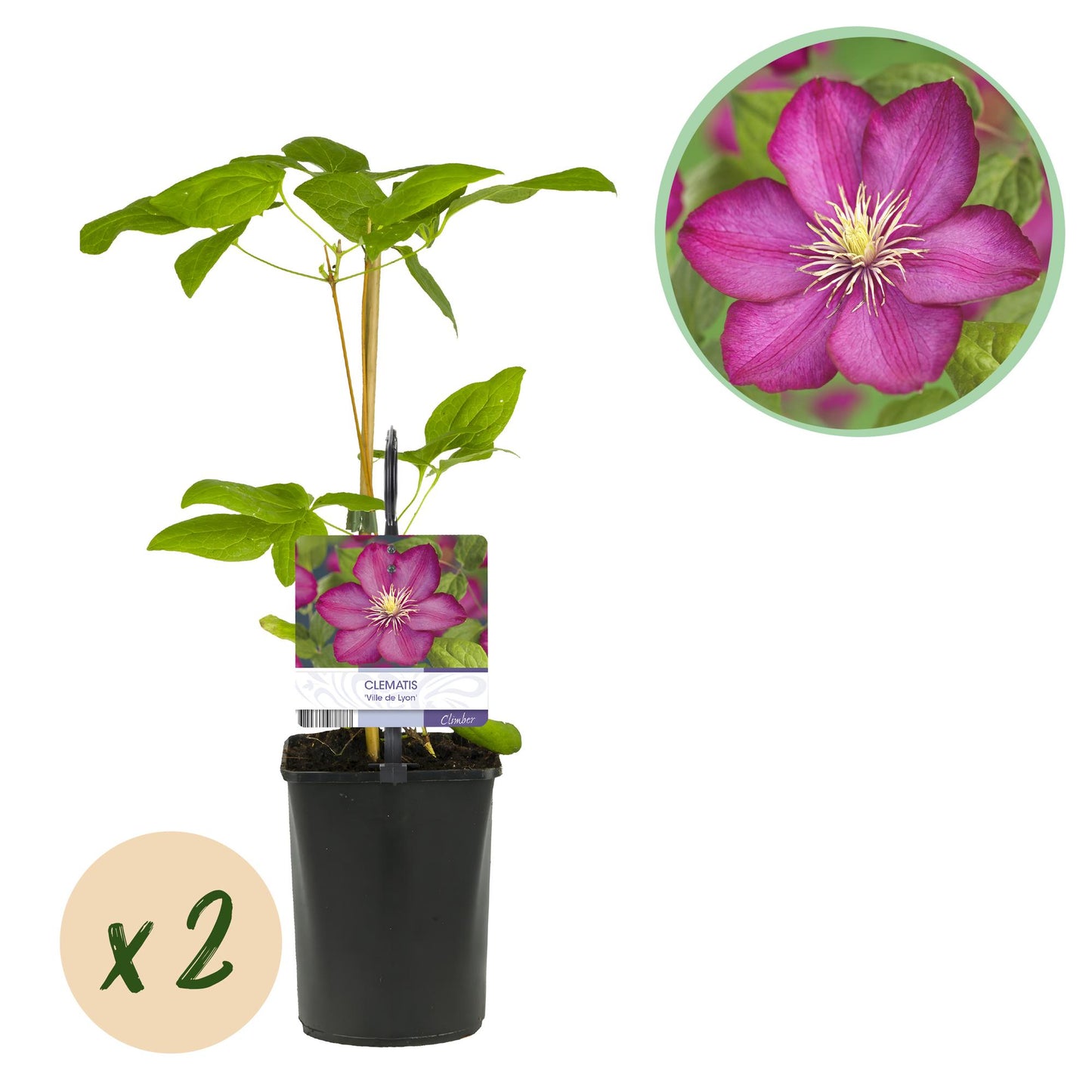 Green boutiQ – Kletterpflanze – Clematis Ville de Lyon – Blüte rosa – pflegeleicht – 2 Pflanzen – Topf 11 cm, Höhe 40 cm