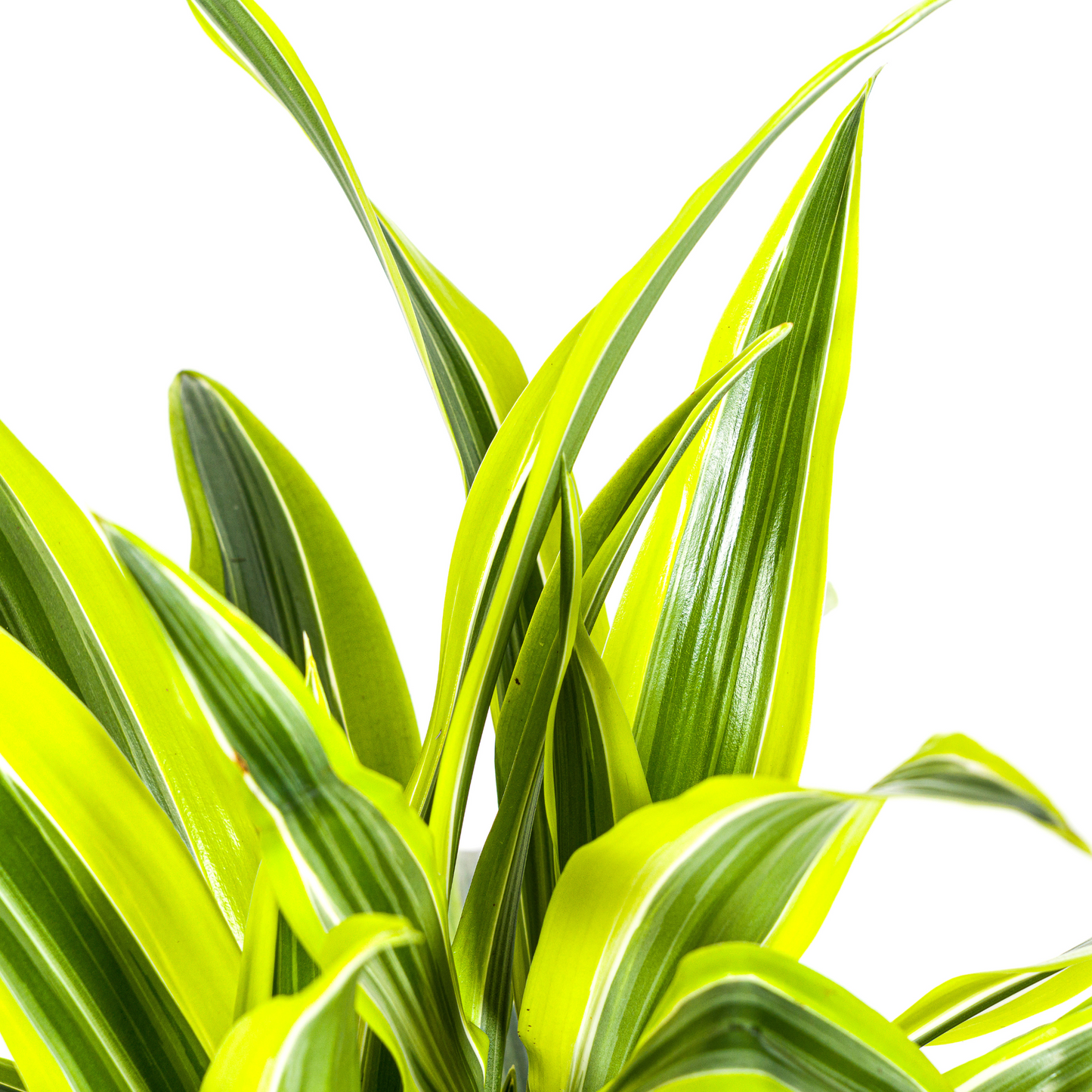 Dracaena Deremensis Zitrone Limette Ø19cm - ↕70 - 90cm