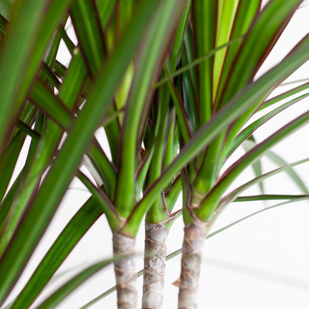 Dracaena Marginata mit Lissabon-Korb weiß - 95cm - Ø21