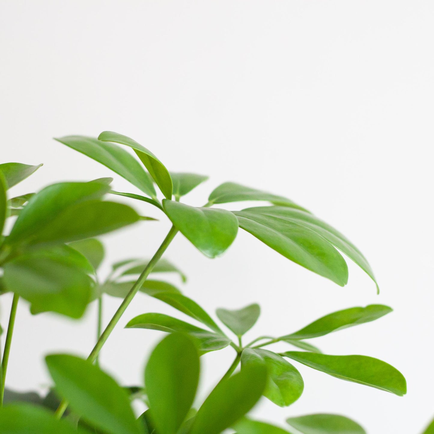 Schefflera Arab Nora mit Viber weiß - 70cm - Ø21