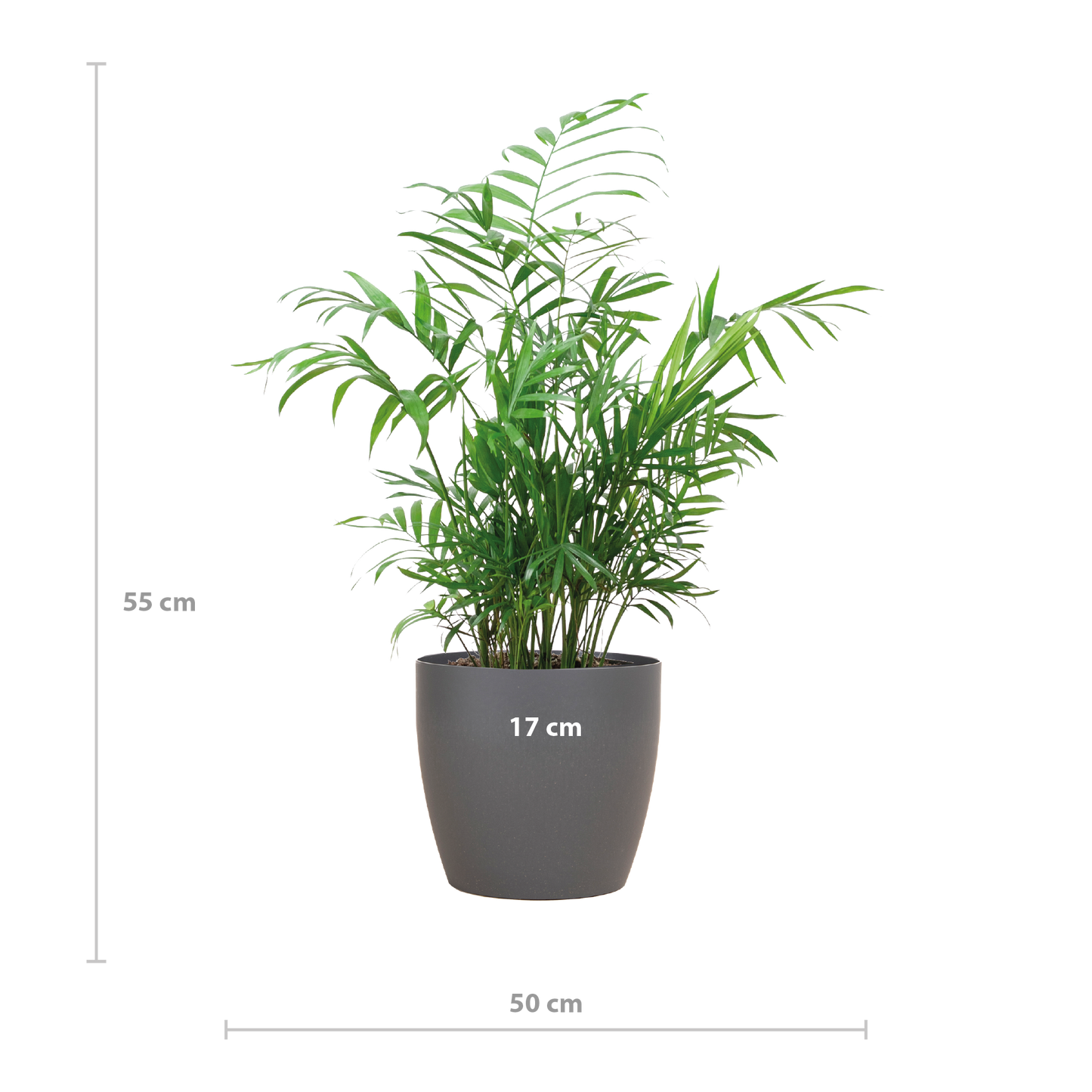 Chamadorea Elegans met Viber grijs - 55cm - Ø17