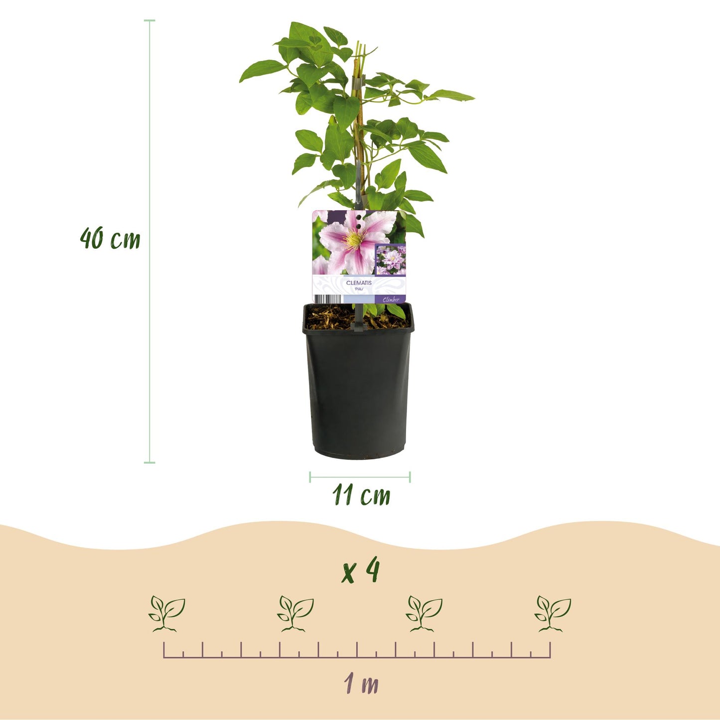 Green boutiQ – Kletterpflanze – Clematis Piilu – Rosa Blüte – Pflegeleicht – 2 Pflanzen – Topf 11 cm, Höhe 40 cm