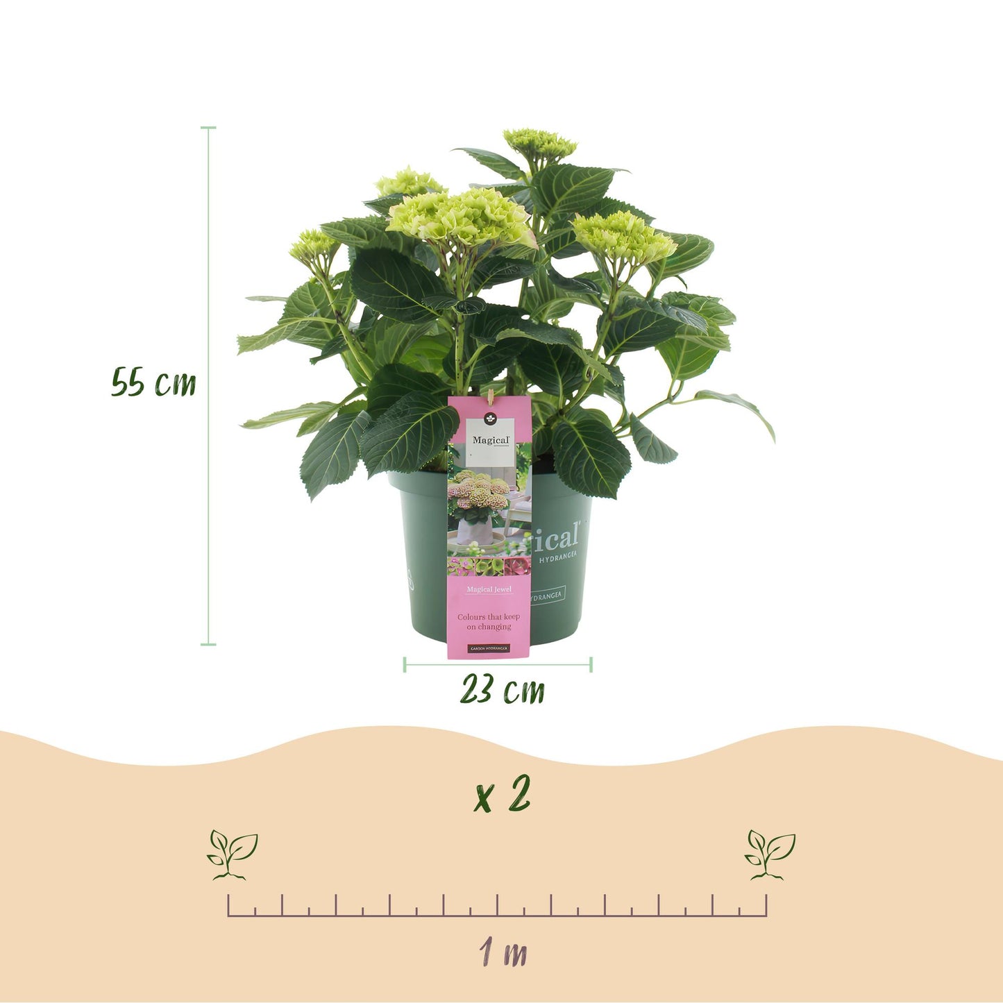 Green boutiQ – Terrassenpflanze – Hortensie – Hydrangea Magical Jewel Pink – Rosa – 6–10 Blüten – 2 Pflanzen – Topf 23 cm, Höhe 55 cm