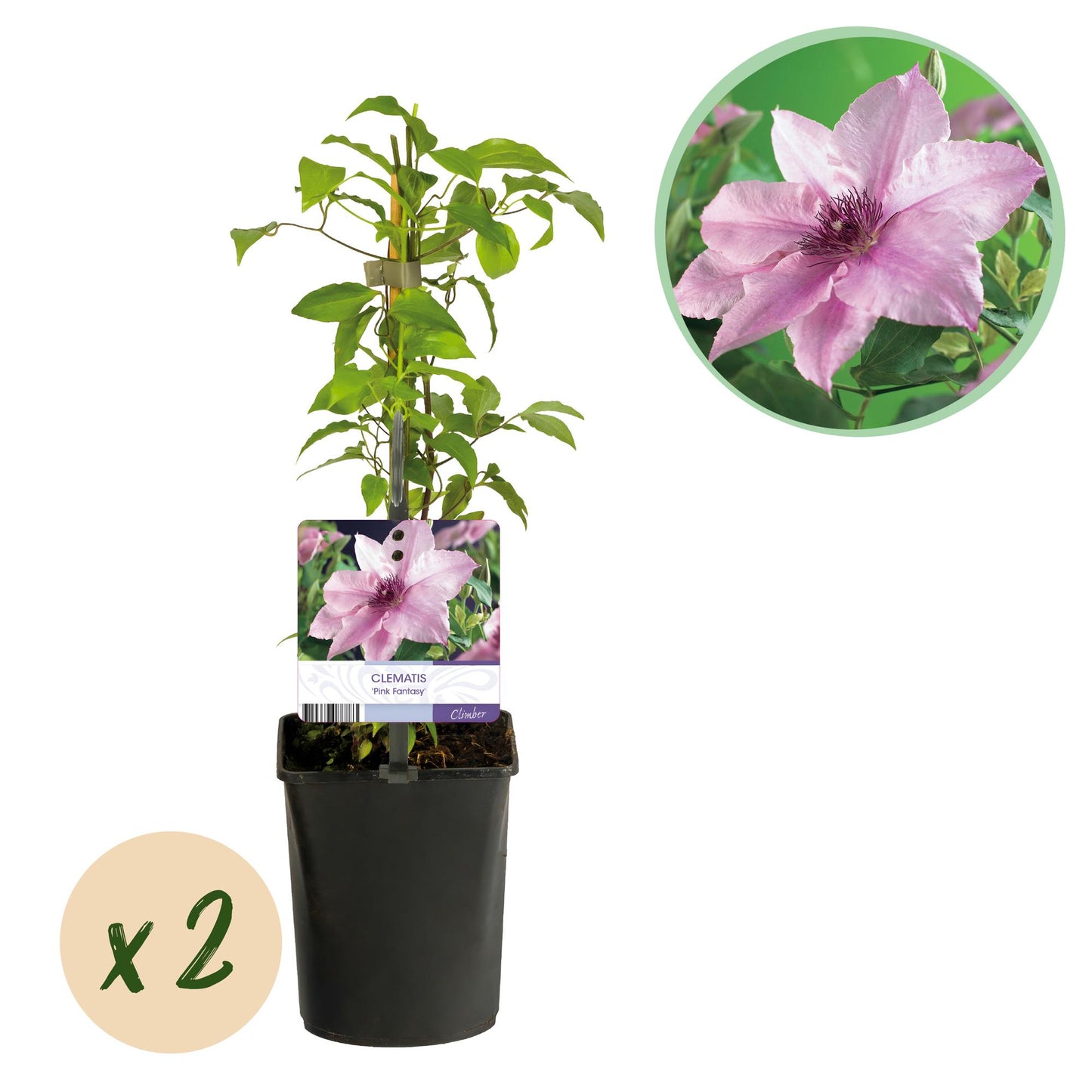 Green boutiQ – Kletterpflanze – Clematis Pink Fantasy – Blüte Pink – Pflegeleicht – 2 Pflanzen – Topf 11 cm, Höhe 40 cm