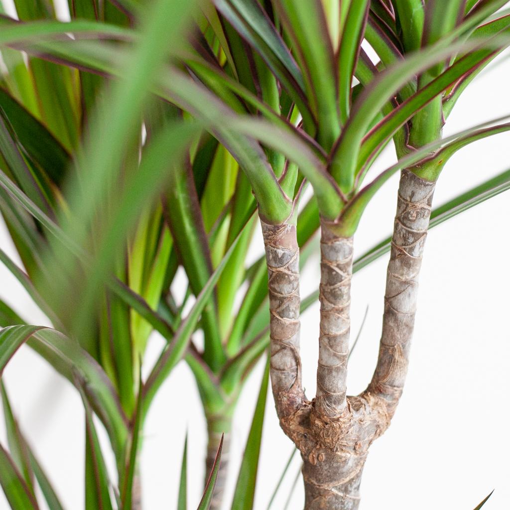Dracaena Marginata mit Lisbon-Korb schwarz - 95cm - Ø21