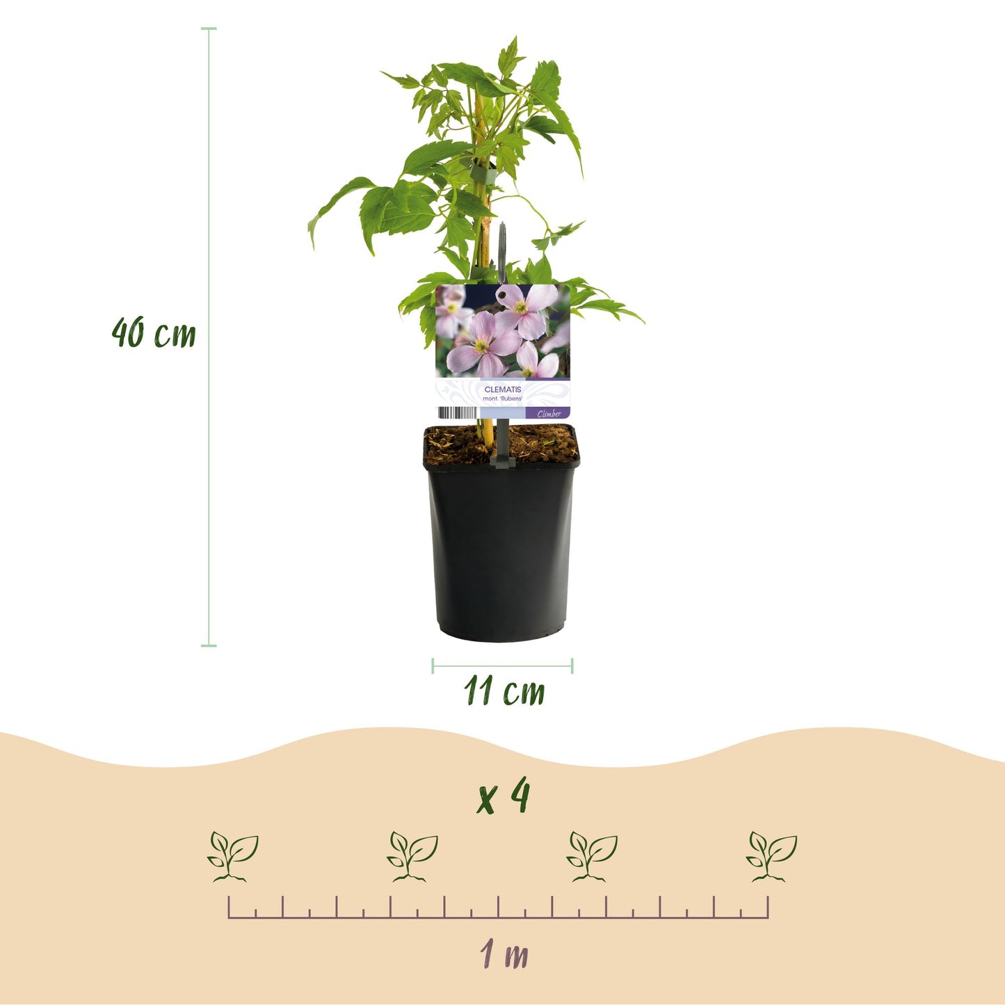 Green boutiQ – Kletterpflanze – Clematis montana Rubens – Blüte rosa – Frühblühend – Pflegeleicht – 2 Pflanzen – Topf 11 cm, Höhe 40 cm