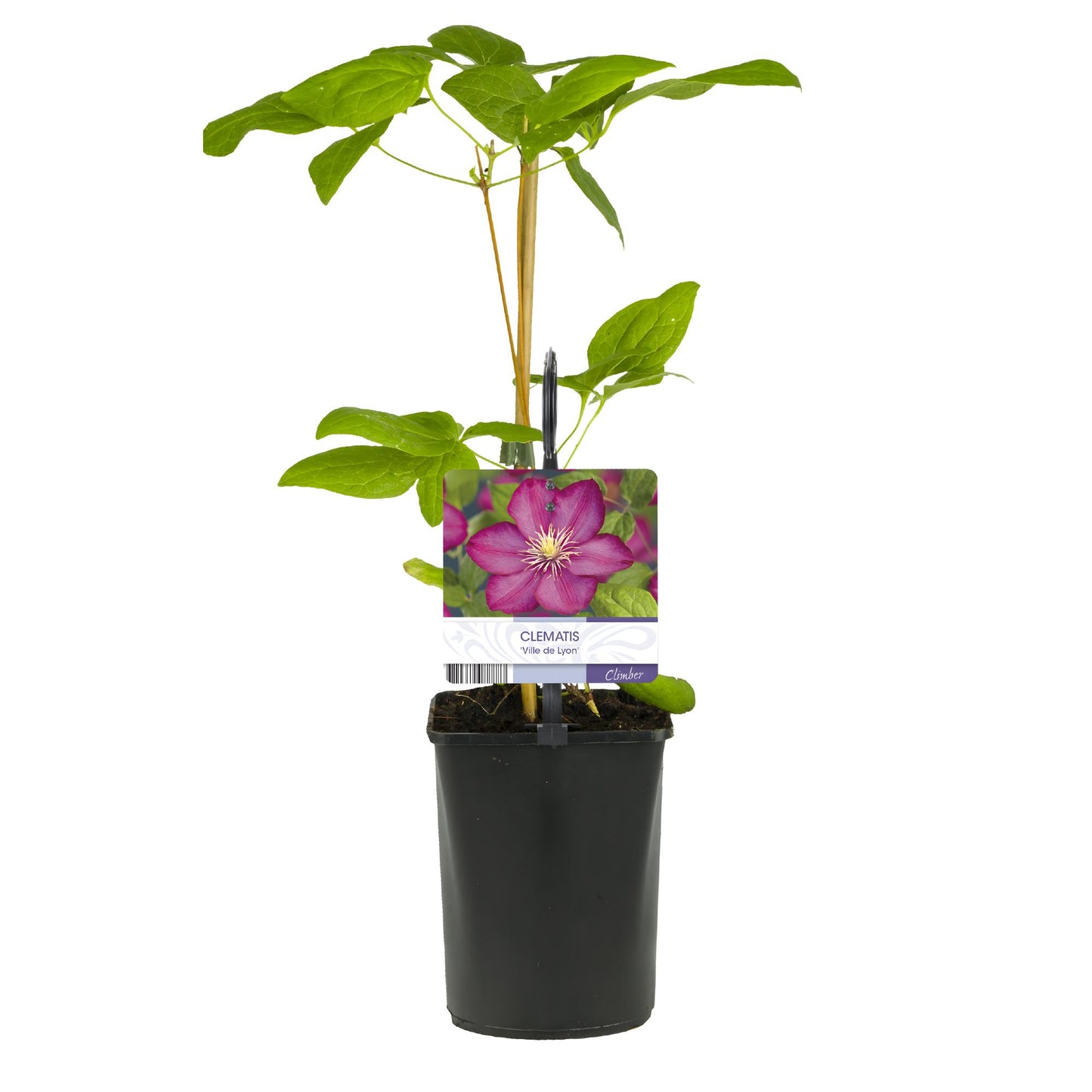 Green boutiQ – Kletterpflanze – Clematis Ville de Lyon – Blüte rosa – pflegeleicht – 2 Pflanzen – Topf 11 cm, Höhe 40 cm