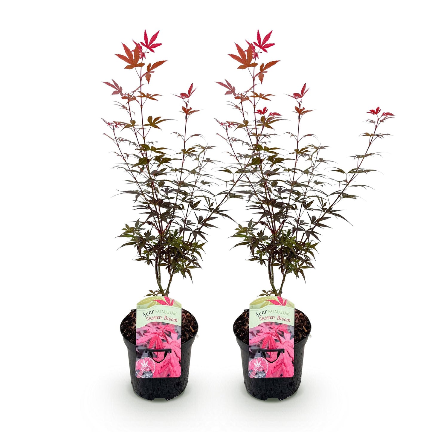 Green boutiQ – Terrassenpflanze – Japanischer Ahorn – Acer palmatum Skeetsers Broom – Lila – 2 Pflanzen – Laubabwerfend – Topf 19 cm, Höhe 70 cm