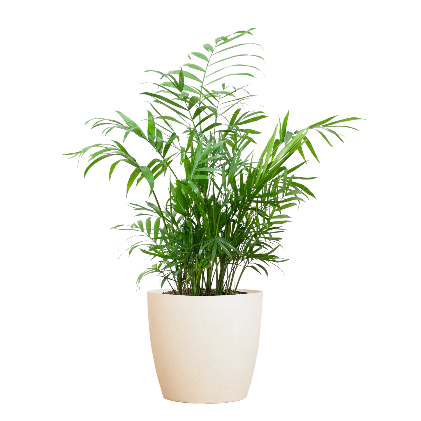 Chamadorea Elegans met Viber wit - 55cm - Ø17